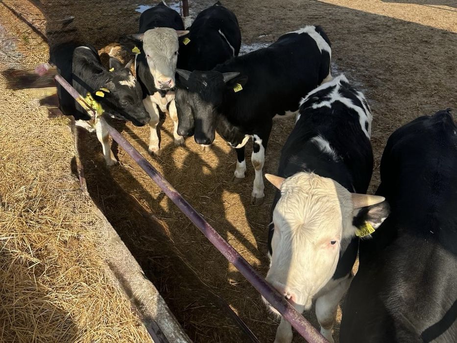 Vand lot Taurasi 15 bucati