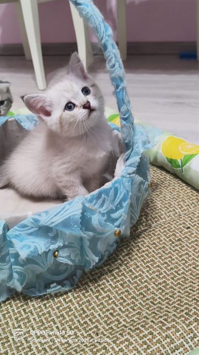 Продается котяти