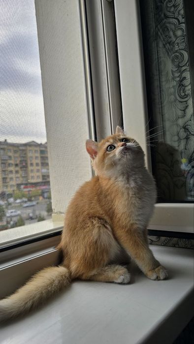 Mushuk золотая шиншила британский мальчик