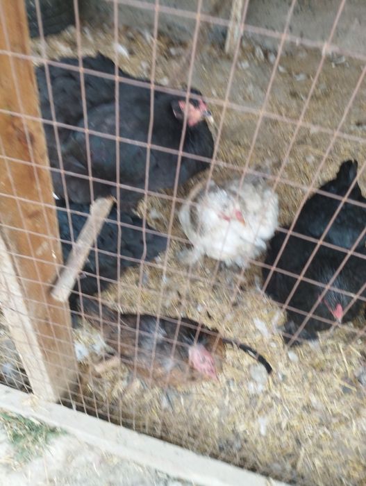 Брама товук хурозлар сотилади срочно хаммасини Бир жойда сотилади