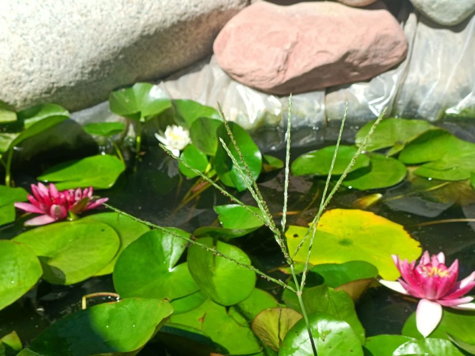 Продам нимфеи (водяные лилии)