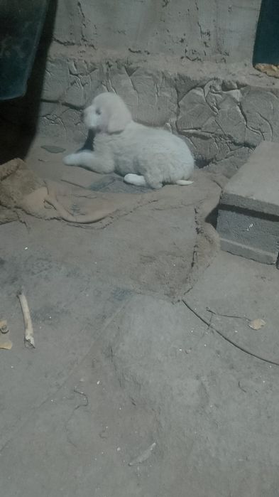 продам щенят алабая чистые