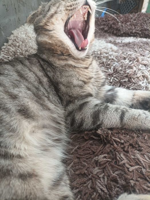 Отдам кота 2 года