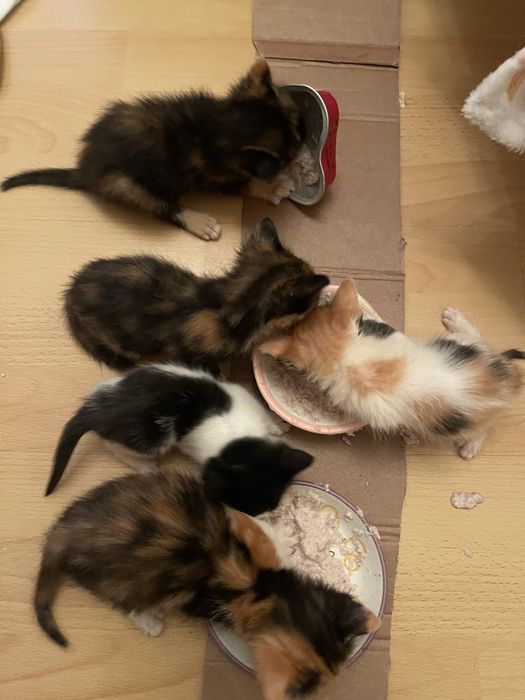 5 прекрасни котенца търсят дом