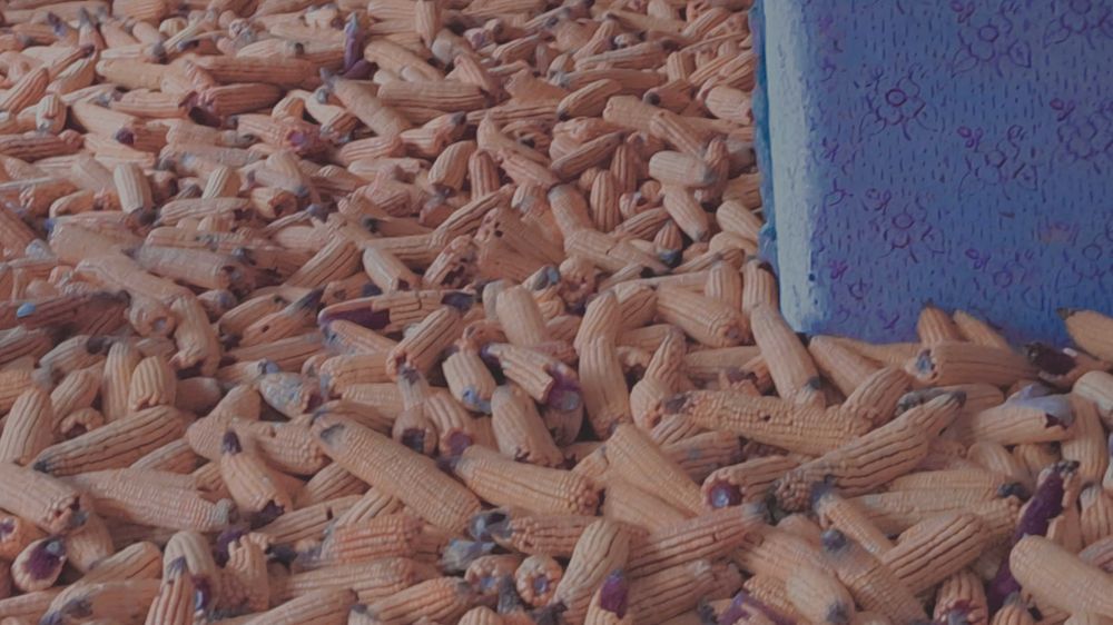 Porumb boabe și stiulete