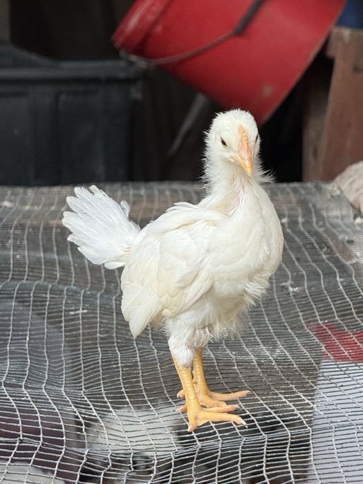 Pui leghorn alb