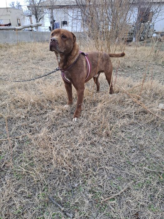 Zoti:pitbul  erkak  soglom