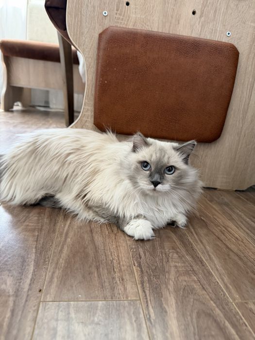 Кошечка Пудра. Стерилизована