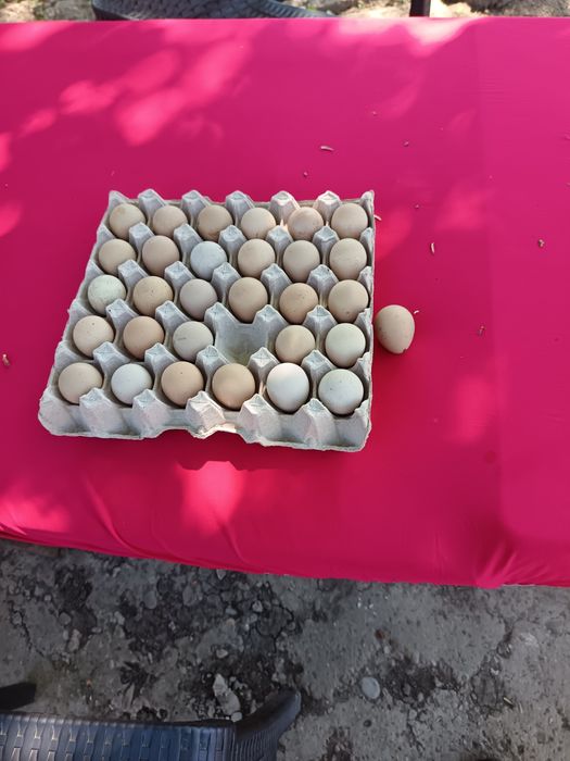Инкубациони яйца от гъски и Токачки
