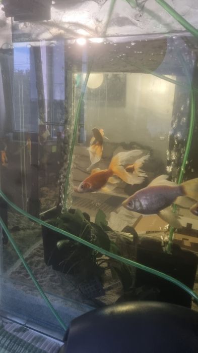 Acvariu pesti si accesorii