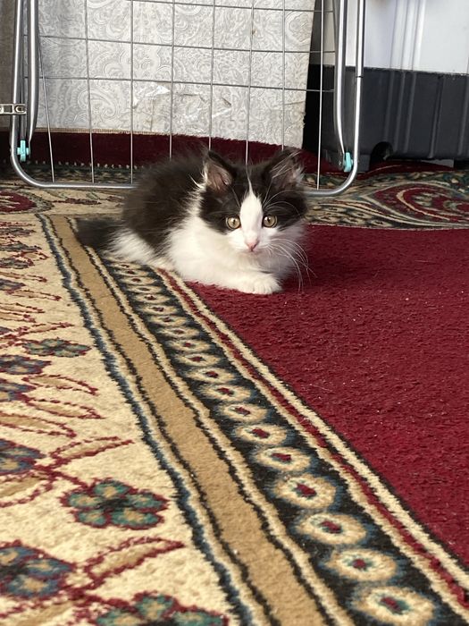 Котёнок в хорошие руки