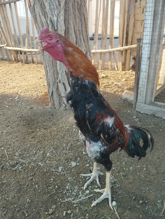 Дакан кораз бойцовый