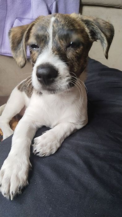 Отдаем щенка,в добрые руки