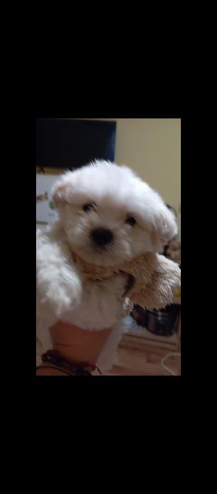 Малтийска болонка