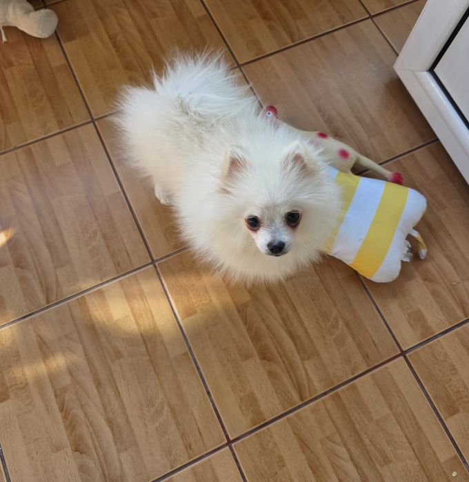 Pomeranian femelă