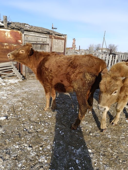 Продам годовалые тёлочки