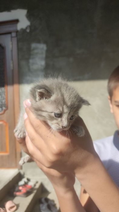 Кошка котенок сиамский договоримся