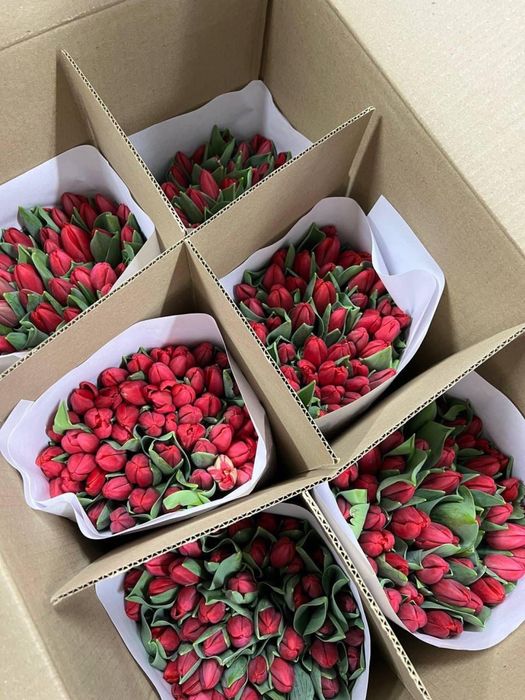 Продаем тюльпаны в розницу
