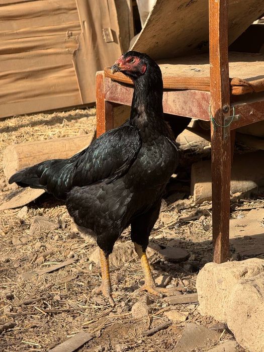 Dakan tovuq tuhumlari