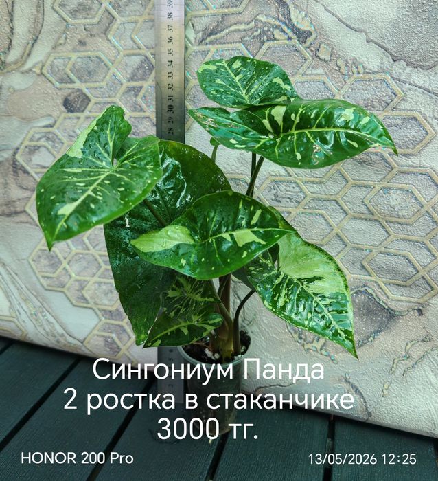 Комнатные цветы. Живые цветы.
