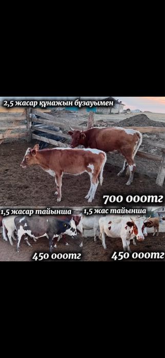 Сиыр сатылады бағасы келісімді