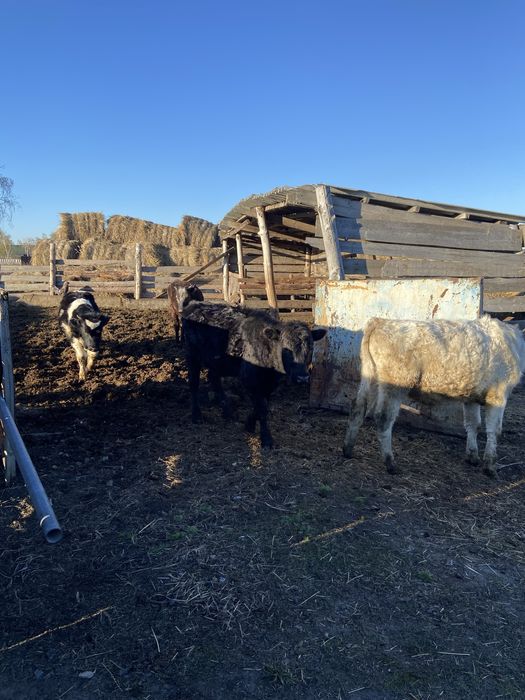 Бычки и телки кастраты около года возраст