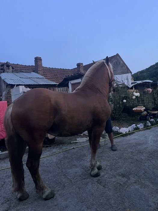 Vand armasar de 7 ani cu acte in regula