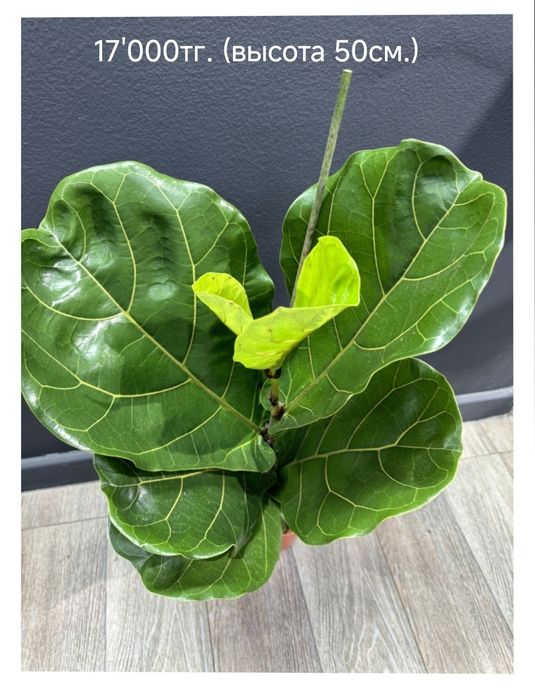 Фикус Лиратта  (Редкость)