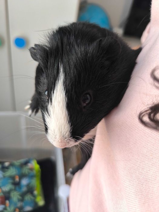 Porcușor de guineea