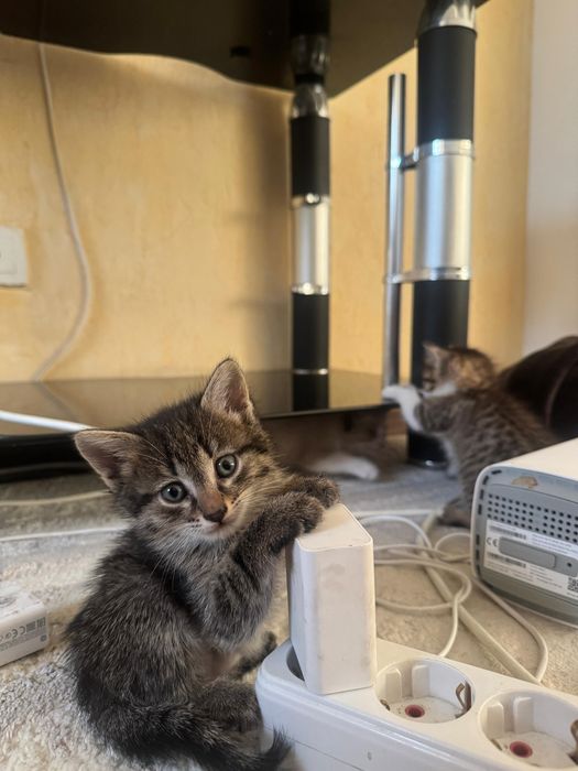 Отдам котят в хорошие руки