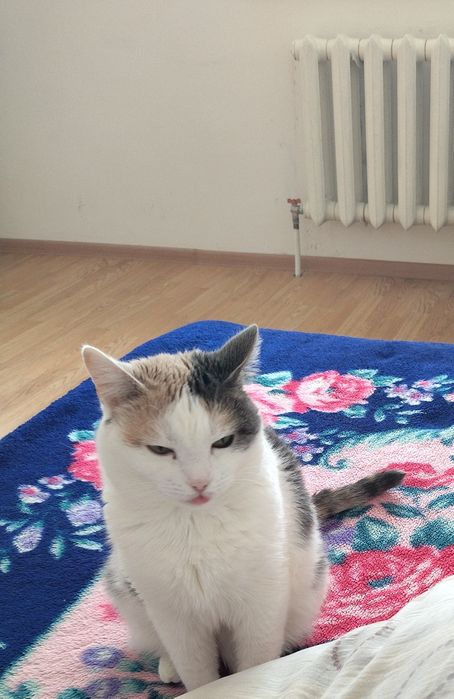 Отдам в хорошие руки,