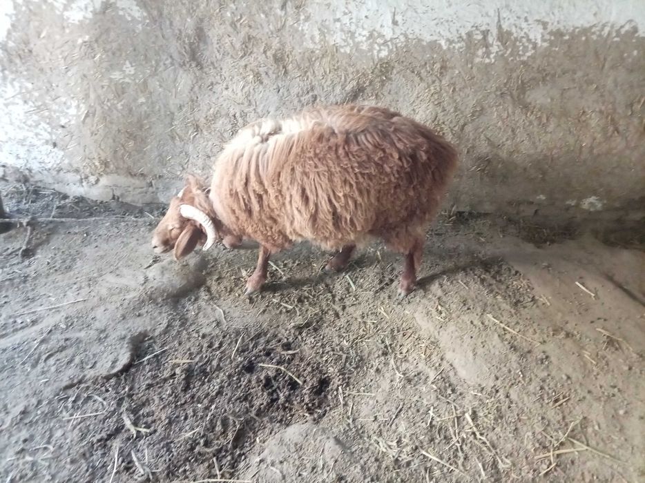 Qochqor qozi sotiladi