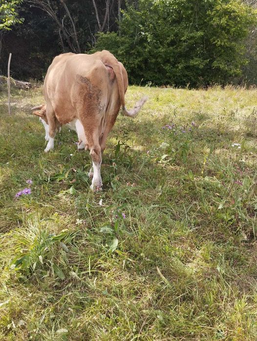 Vand vaca pentru abatorizare