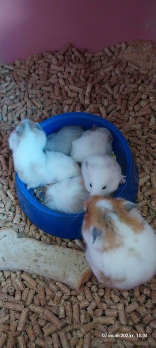 Хомячок сирийский