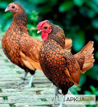 Sibrayt uch xil rangidan bor aralah lekin 1 xoroz 3-4 makyon Surxondar