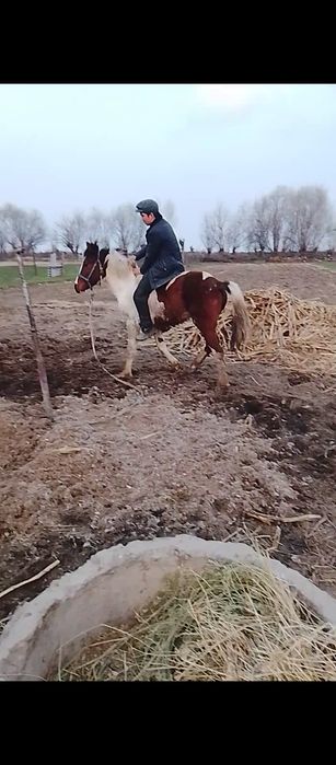 Жылқы тай жуас дені сау