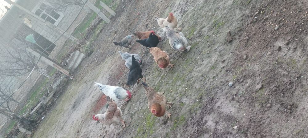 Туып Турган тауыктар сатылады.