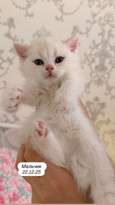 Продаются котята