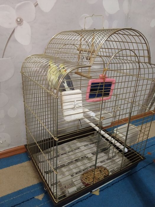 Продам двух попугая Корелла