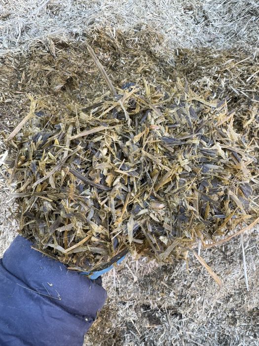 Сенаж (силос)  600 тонна сотилади