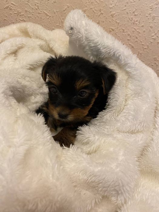 Чистокровные щенки Йоркширского терьера