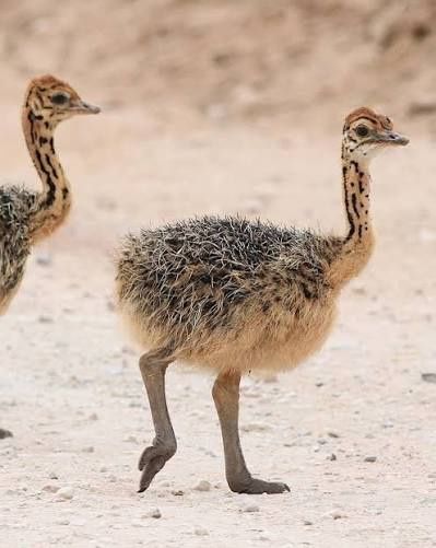 Страусёнок 1 месяц