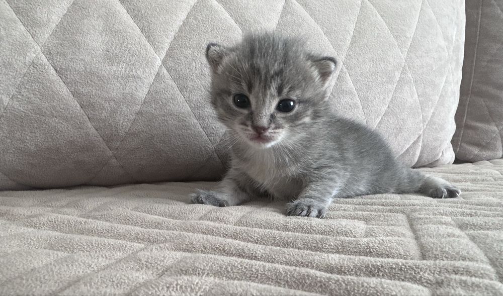 Отдам котенка в добрые руки