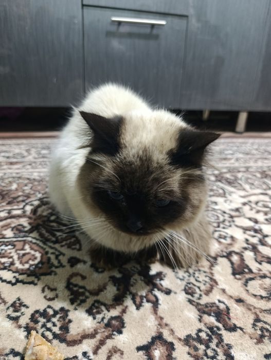 Балинезийской кошка