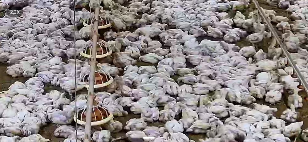 Pui alb de carne pui rasa mixta