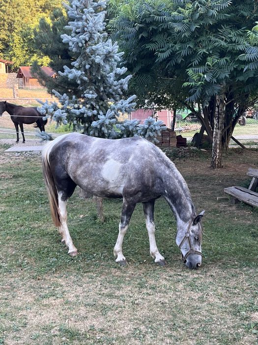 Vand iapa 5 ani calarie pentru copii , cuminte si ascultatoare.