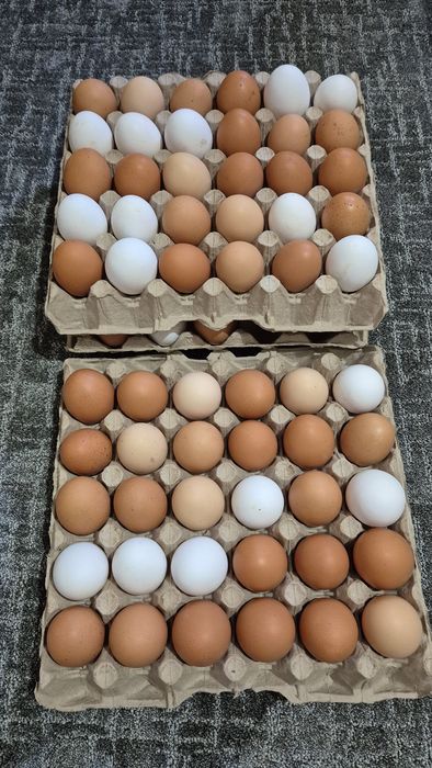Продавам Кокошки