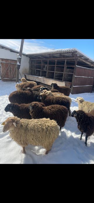 Семіз тоқтылар сатамын