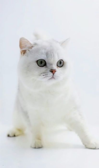 шинШилла серебро кошечка,