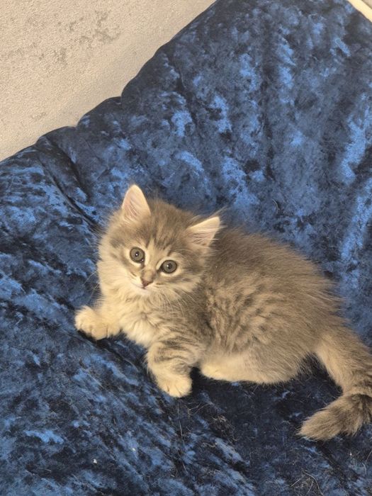 Котенок месячный